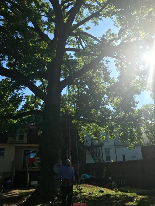 ii-towns-tree-services Image