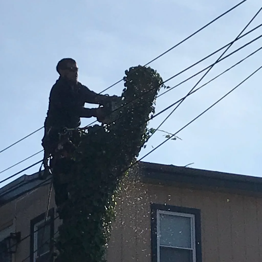 rafaellandscapingllc